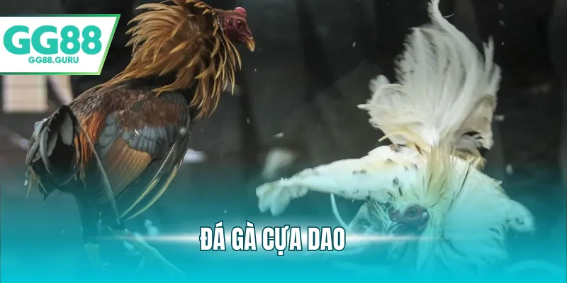 Đá Gà Cựa Dao – Trải Nghiệm Cá Cược Đầy Kịch Tính Và Hấp Dẫn 3 đá gà cựa dao