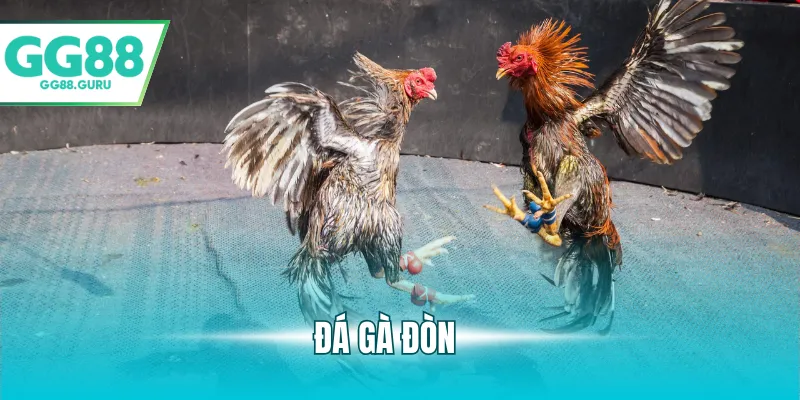 Đá Gà Đòn Và Những Điểm Nổi Bật Thu Hút Người Chơi 2 đá gà đòn